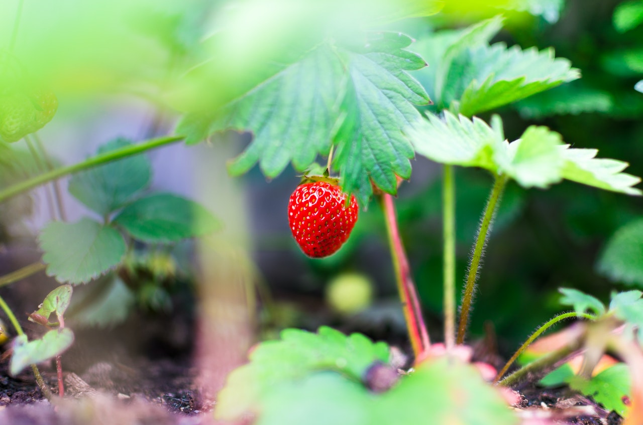 Reasons to Grow Your Own Survival Plants