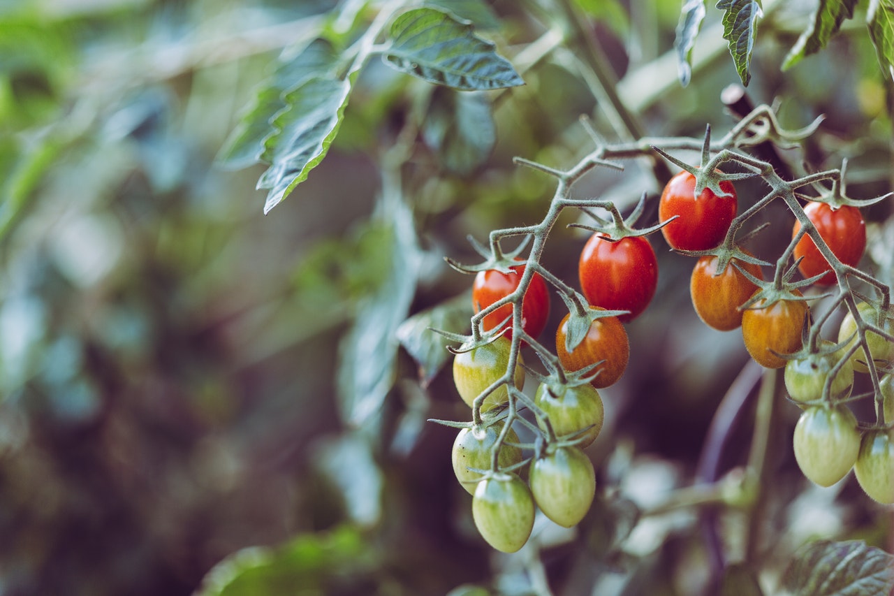 What are Survival Plant Foods?