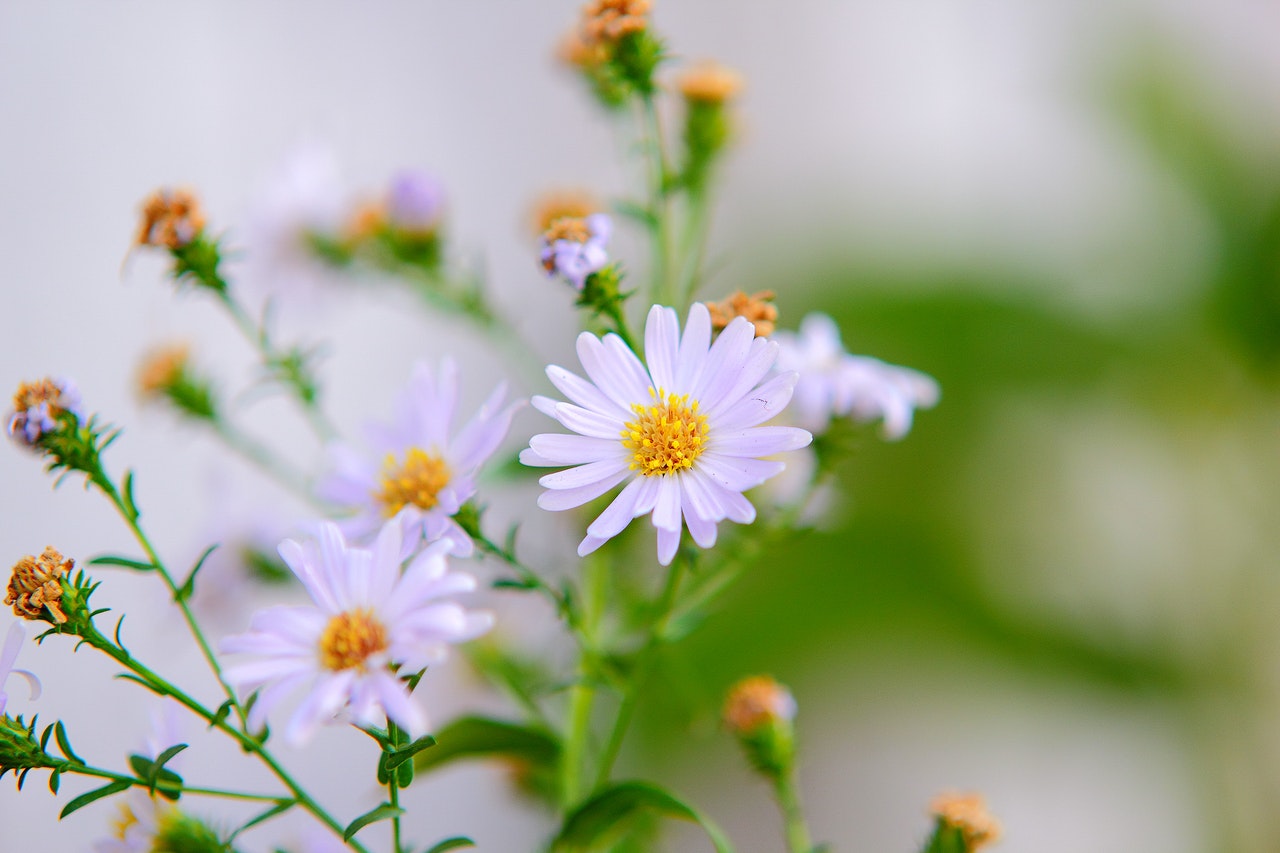 Best Survival Plant Foods to Grow