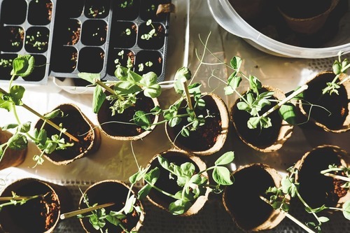 Starting a Survival Gardening Blog